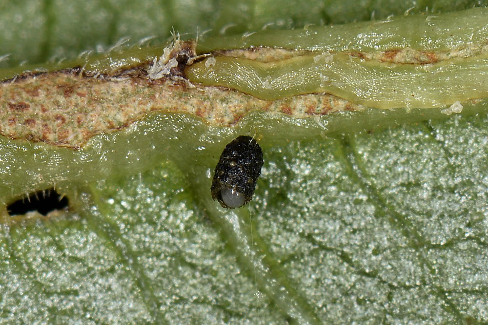 Oomorphus concolor, Chrysomelidae. 